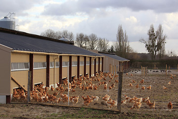 Image showing chicken farm