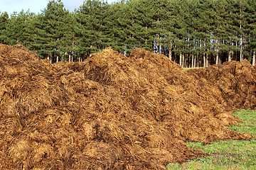 Image showing Manure