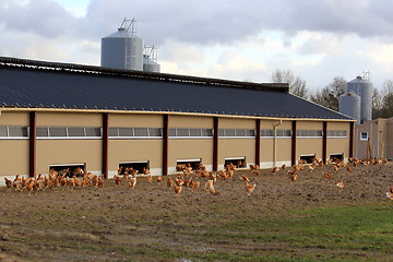 Image showing chicken farm