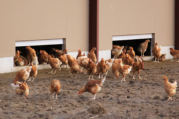 Image showing chickens outdoors