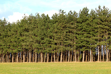 Image showing forest of firs