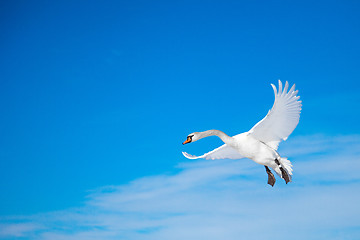 Image showing White swan flying in the blue sunny sky