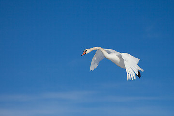 Image showing White swan flying in the blue sunny sky