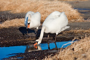 Image showing Two white swans drinking near the lake