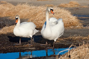 Image showing Two white swans walking near the lake