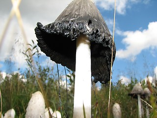 Image showing Shaggy Mane