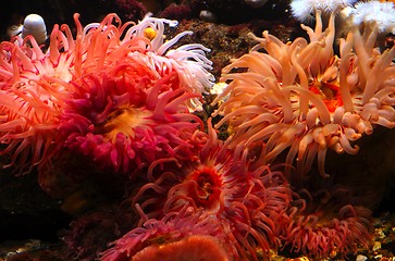 Image showing Sea of Flowers