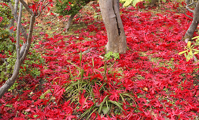 Image showing Autumn Japanese garden