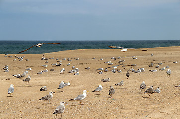 Image showing Seagulls on the empty beach 