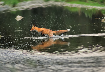 Image showing Running fox in the river