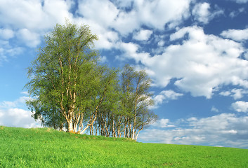 Image showing Nice clump of trees, fresh background landscape