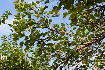 Image showing Deciduous tree branches and leaves on sky background