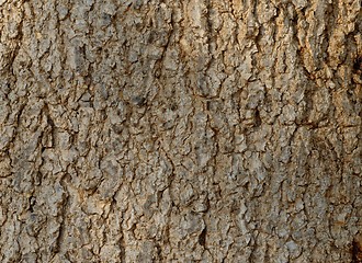 Image showing Tree bark texture