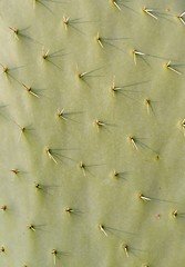 Image showing Cactus texture