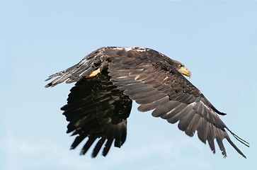 Image showing young golden eagle