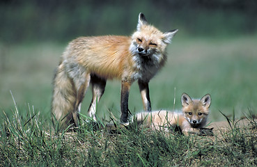 Image showing red fox with kit