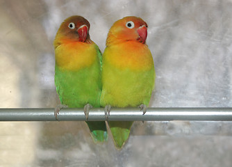 Image showing love birds