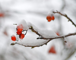 Image showing Ashberries in a snow