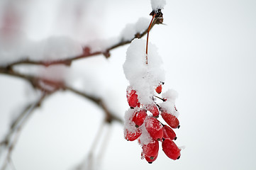 Image showing Barberries in a snow