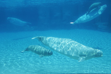 Image showing beluga whales