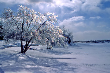 Image showing ice storm tree