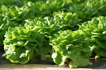 Image showing Lettuce