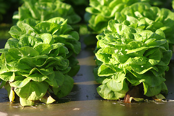 Image showing Lettuce