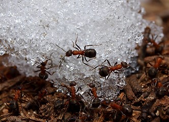 Image showing Anthill