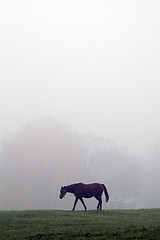 Image showing horse in mist