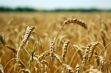 Image showing Wheat spikes