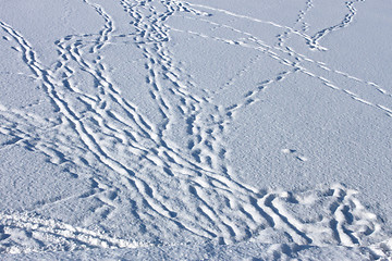 Image showing Dusted with snow footprints