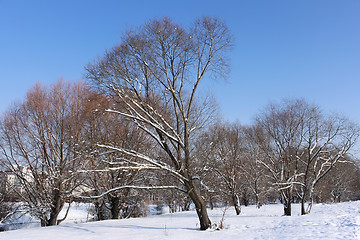 Image showing Snow-covered trees in winter park