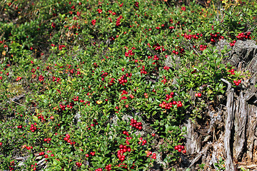 Image showing Cowberries (Vaccinium vitis-idaea) growing in forest