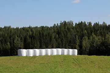 Image showing Bales of Silage on Green Summer Field