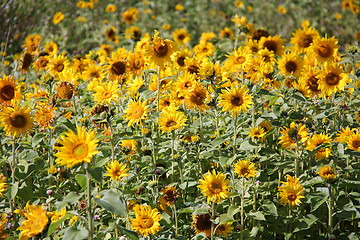 Image showing Natural Sunflower Field