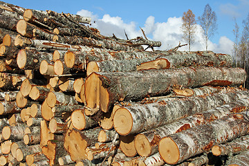 Image showing Birch Timber