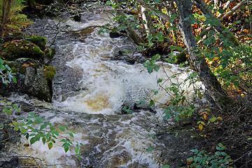 Image showing Small Natural Brook