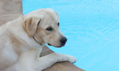 Image showing Dog sitting by the side of a pool