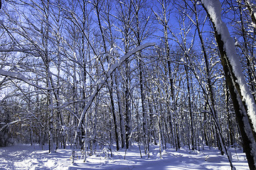 Image showing Winter Scene