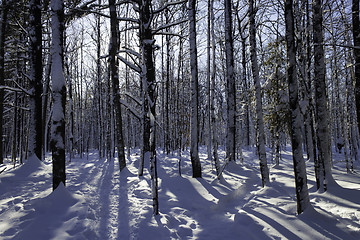 Image showing Winter Scene