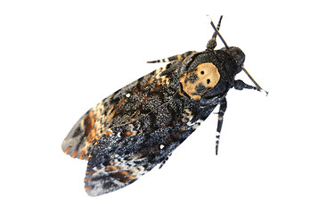 Image showing Death's Head Hawkmoth