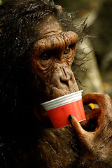 Image showing Monkey Eating