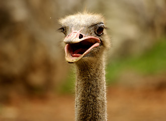 Image showing Ostrich