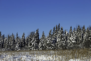 Image showing Winter Scene