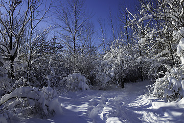 Image showing Winter Scene