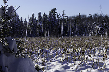 Image showing Winter Scene