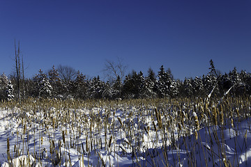 Image showing Winter Scene