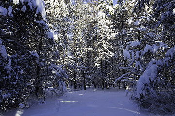 Image showing Winter Scene