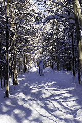 Image showing Winter Scene