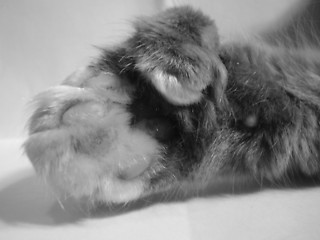Image showing Cat Paw in black&white
